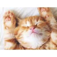 Rommie Buhler, Animal Communicator Talks with Your Pets!