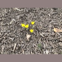 A retired doctors thoughts on the Covid-10 pandemic.