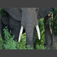 Elephant Ivory DNA Reveals Poaching Hotspots