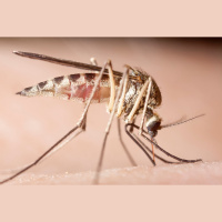 Gut Microbes Lessen Mice Malarial Malaise
