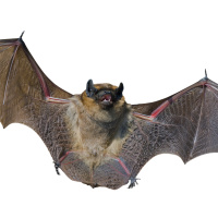 Bats Beat Ebola with Hypervigilant Immunity