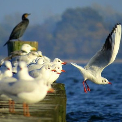 Ndr 1 Welle Nord - Ostseemagazin