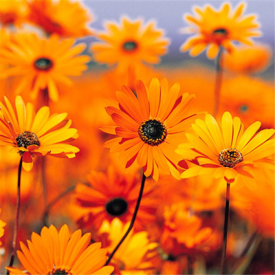 90th Parallel Overflow