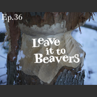 Leave it to Beavers