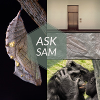 Ask Sam: Caterpillar Legs, Living Fossils,  Sam Ruins Edison Bulbs