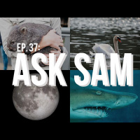 Ask Sam Round-up