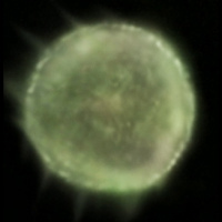 FULFILLING YOUR PROMISE TO ALL OF CREATION