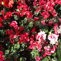 GROUNDING INTO SPIRIT