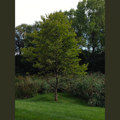 Norma Gentile Sound Shaman Www.healingchants.com