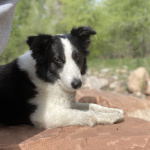 Olympus High School Media Centers Posts