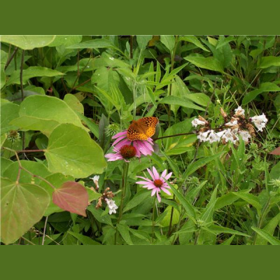 Pagan-musings Podcast Channel