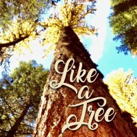 Like a Tree Session 4 - Listen
