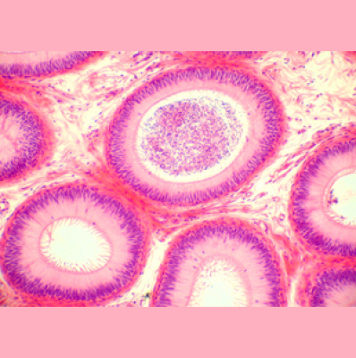 Delta State University Bio 423/523 Histology Lectures