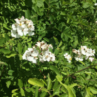 Episode 44: Quill The Flower Queen