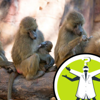 What decides where nipples are on mammals?