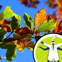 Why do leaves change colour at different rates?