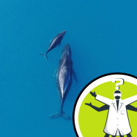 Do all whales come from the same ancestor?
