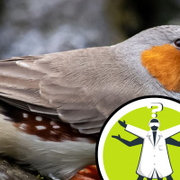 Why dont new species suffer inbreeding problems?