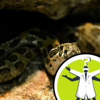 Are snakes tamed by breast milk?