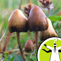 Why do certain fungi produce hallucinogens?
