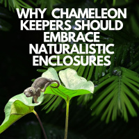 Why Chameleon Keepers Should Embrace Naturalistic Enclosures
