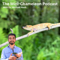 Introduction to Mini-Chameleons