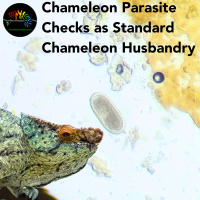 Chameleon Parasite checks as standard husbandry