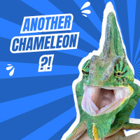 Adding Another Chameleon? Tips for Success