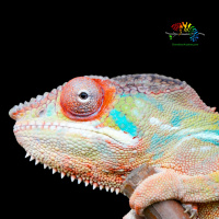 Chameleons as Pets - whats it like?