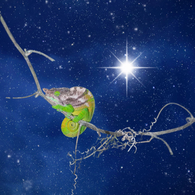 Chameleon Breeder Podcast With Bill Strand