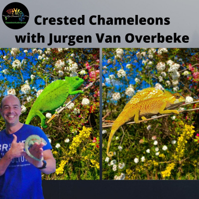 Chameleon Breeder Podcast With Bill Strand