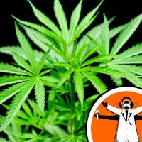 Benefitting medically from marijuana