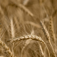 15 Linda Lousia - Those Who Sow In Tears Will Reap In Joy