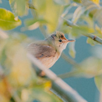 5 Liszt - La Rossignol (The Nightingale) - Deep calls to deep