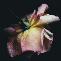 25 Chopin - Op. 28, No. 15 - Raindrop Prelude