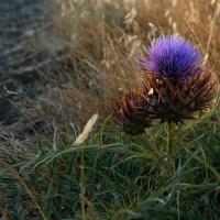 Rekindle Ancient giftings - Reawakenings cd2