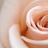 11 Linda Louisa - Rose Of Sharon