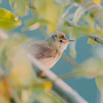 Ruach Breath Of Life