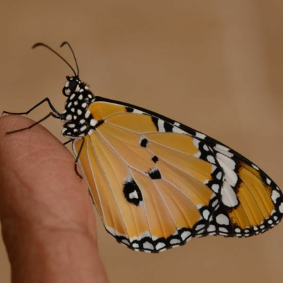 Ruach Breath Of Life