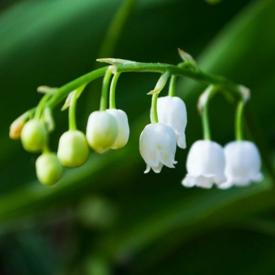 Ruach Breath Of Life