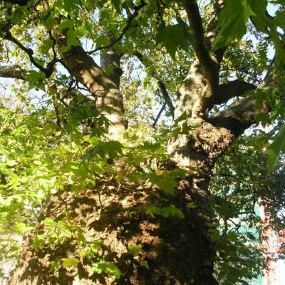 Ruach Breath Of Life