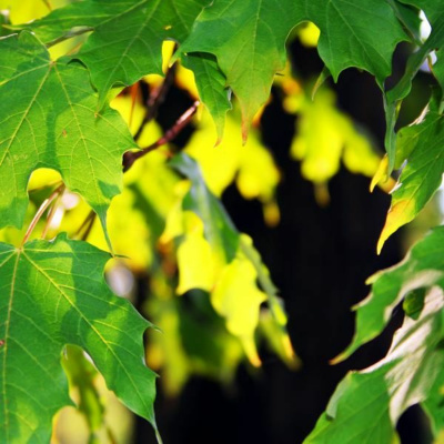 Ruach Breath Of Life