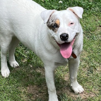 A lesson in grace: House-sitting and puppy-sitting