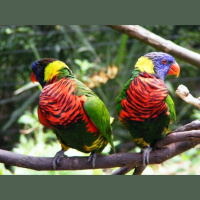 Vedic Astrology New Moon in Gemini