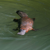 SoT 250: Pet Platypuses