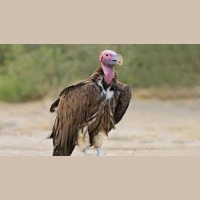 Drive the Vultures Away