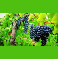 The True Vine