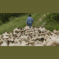 Follow the Shepherd
