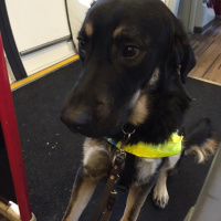 Guide dog working diary 2016: Day 30b - All change at Peterborough