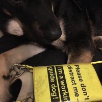 Toastmasters Speech Three: Guide Dogging for Dummies